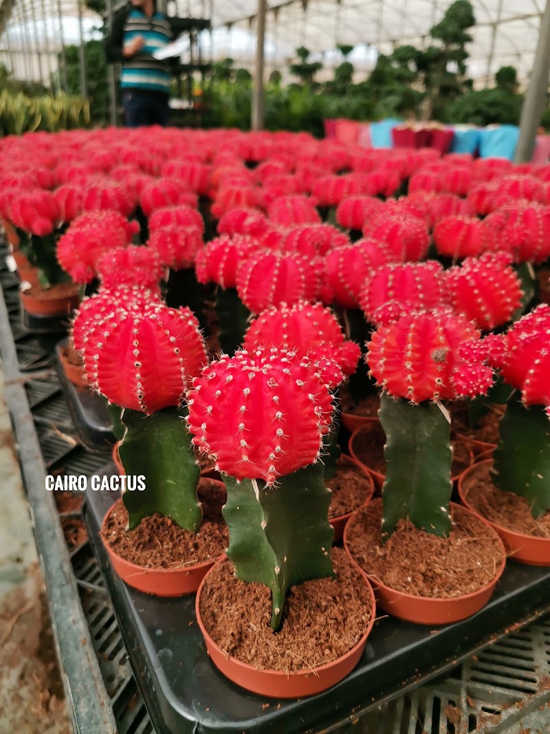 Cairo cactus - Photo 2