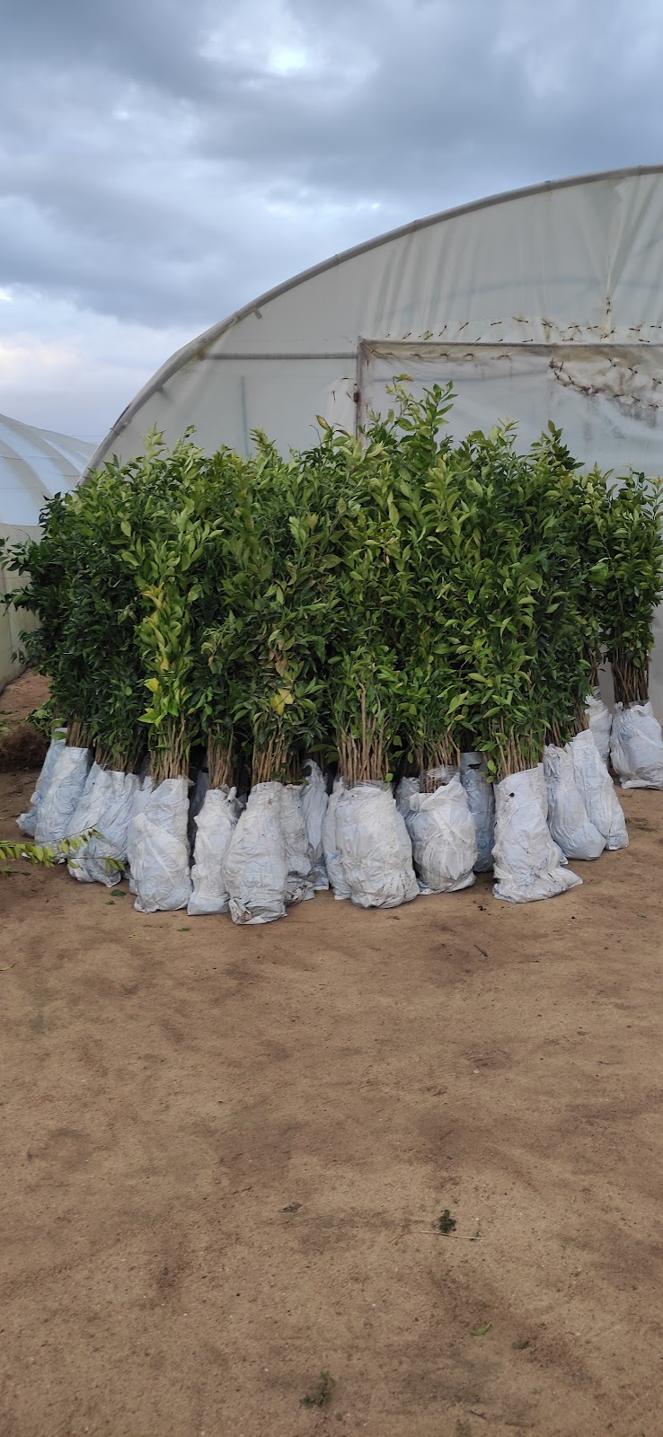 مشاتل الإسراء للتنمية الزراعية - Photo 2