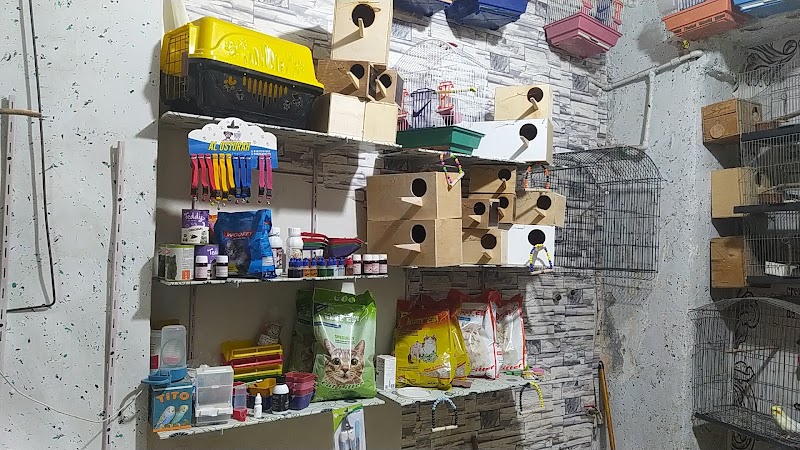 افريكانو لطيور الزينه ومستلزمات الحيوانات الاليفه - Photo 3