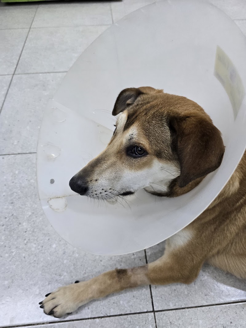 El Gezira Pets Clinic - صورة 1