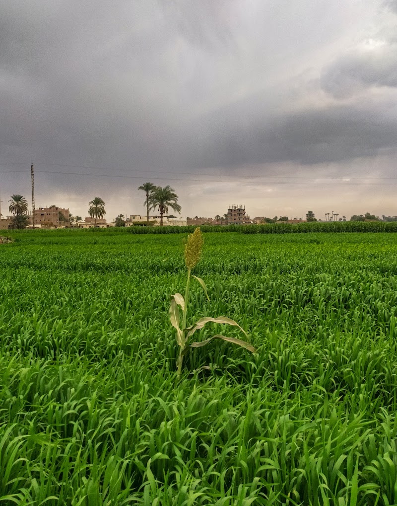 ADCB - Egypt, Assuit Branch - Photo 1