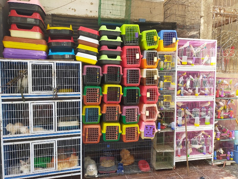 ODD petshop