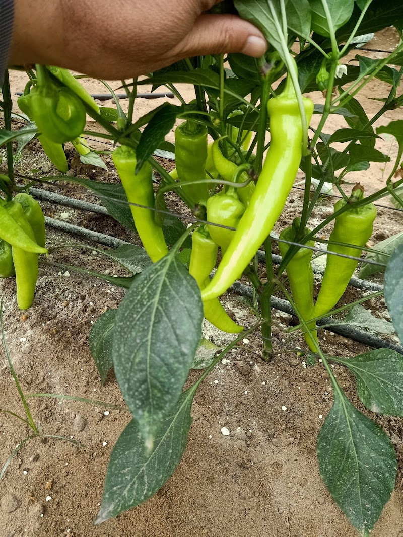 Al-Gharbawi Nursery for all seeds and seedlings of common and grafted vegetables