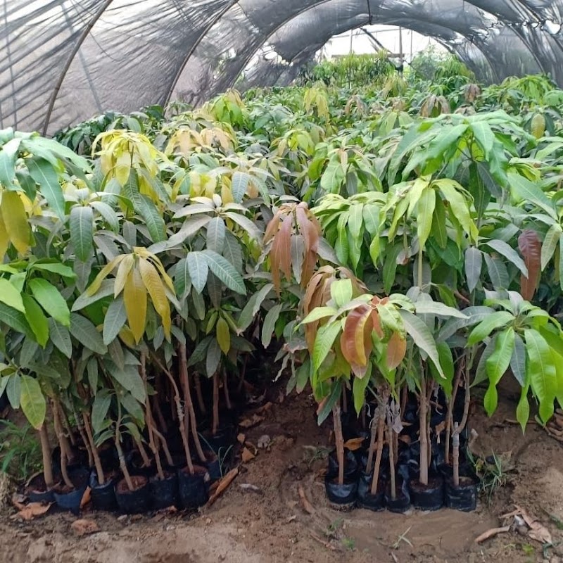 مشاتل الإسراء للتنمية الزراعية