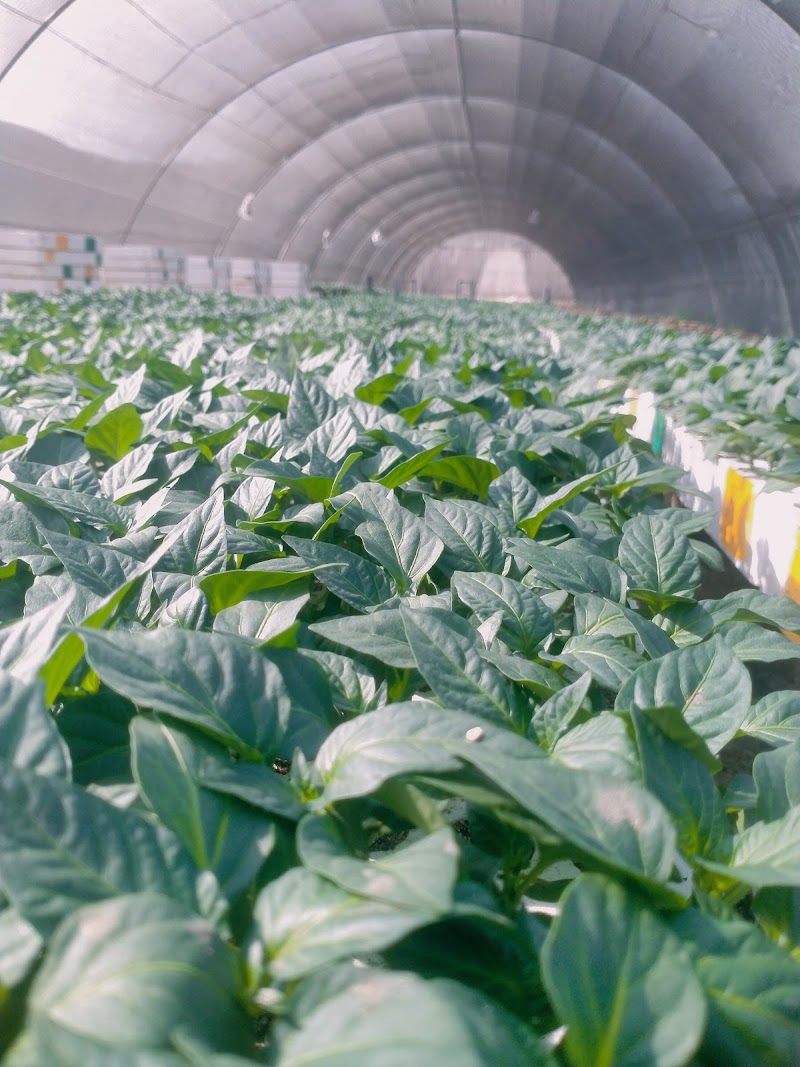 Capital Nursery