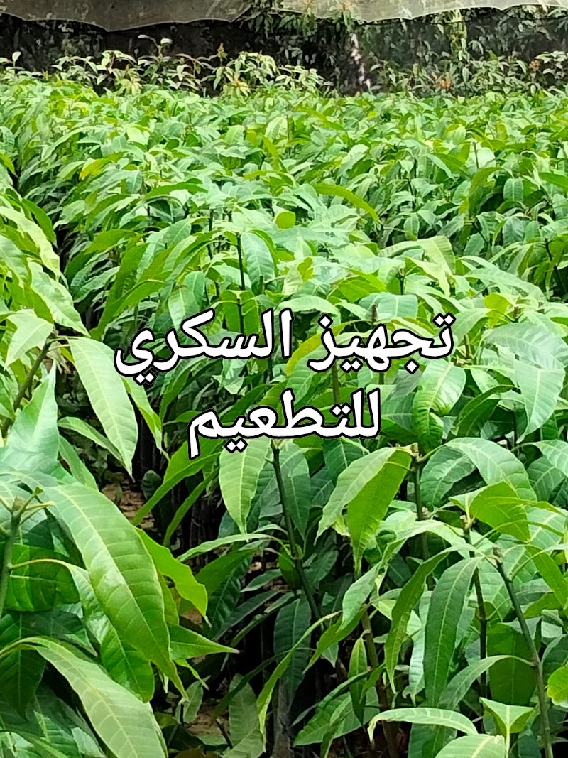 مشتل الحاج عاطف النجار لشتلات المانجو