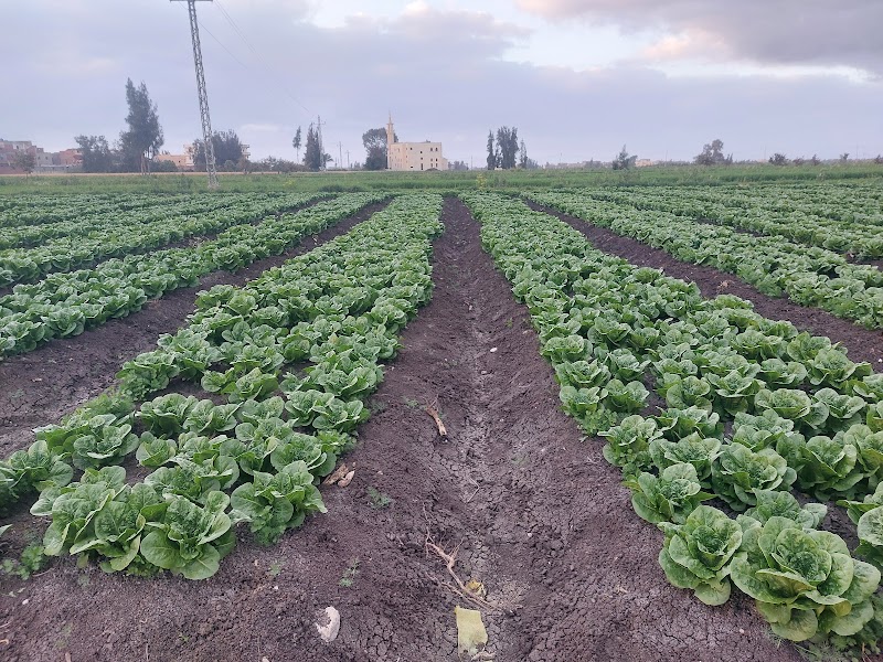 Tantawi Nurseries - Photo 2