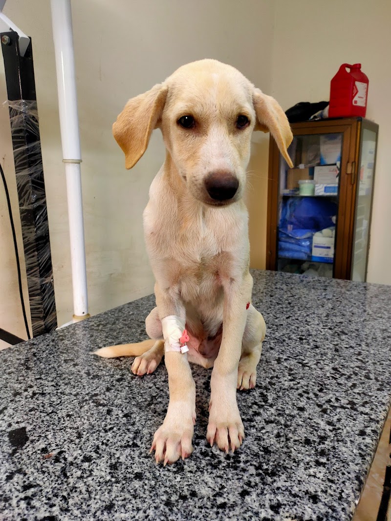 Pets Pal Veterinary Clinic Official - Photo 1