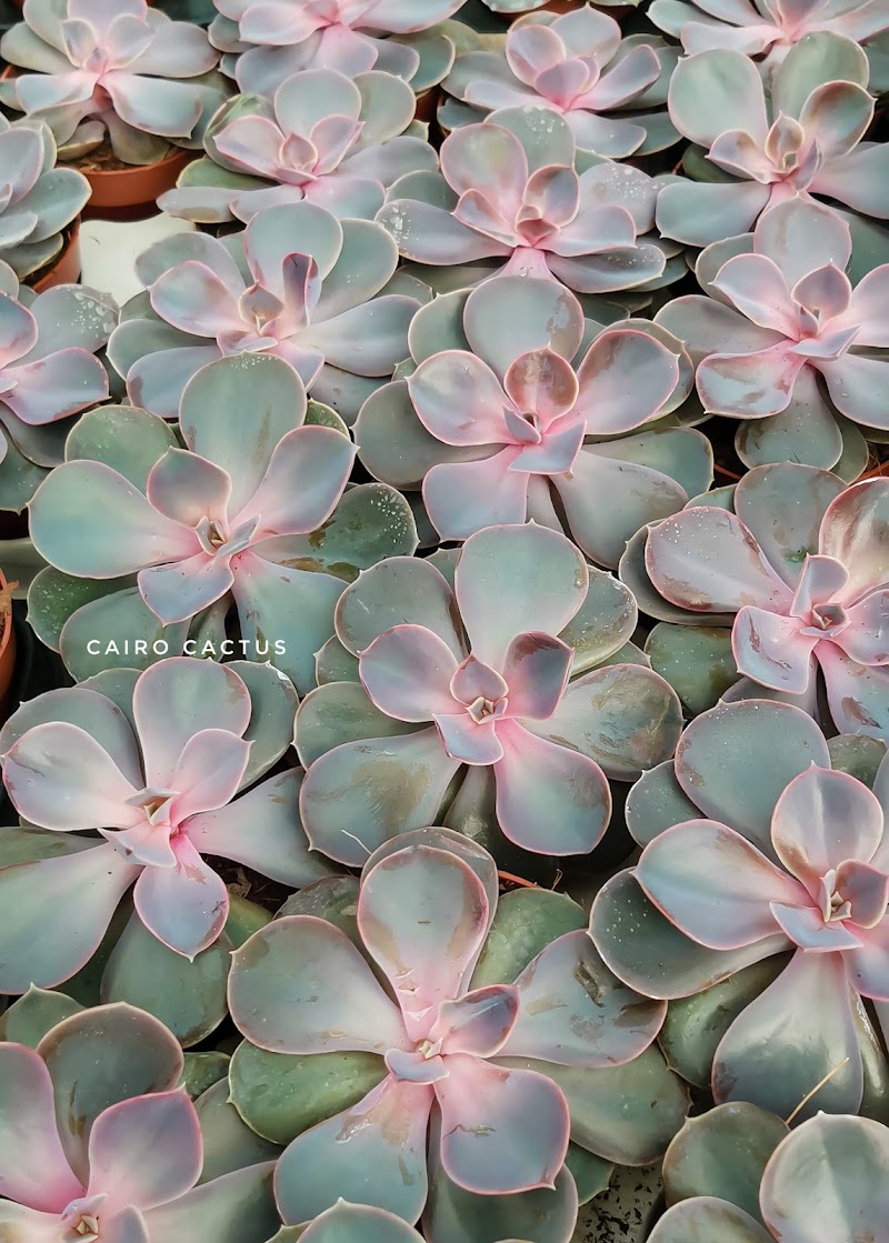 Cairo cactus - Photo 3