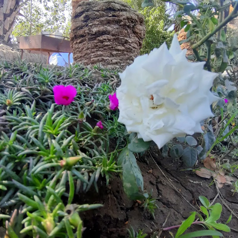 مشتل عالم الزراعة - صورة 1