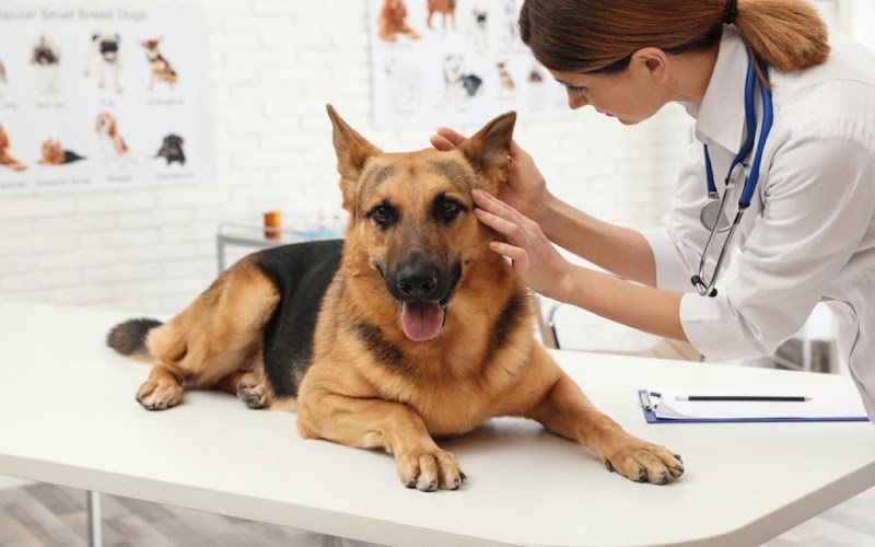 infinity veterinary clinic عيادة انفينتى البيطرية المتكاملة