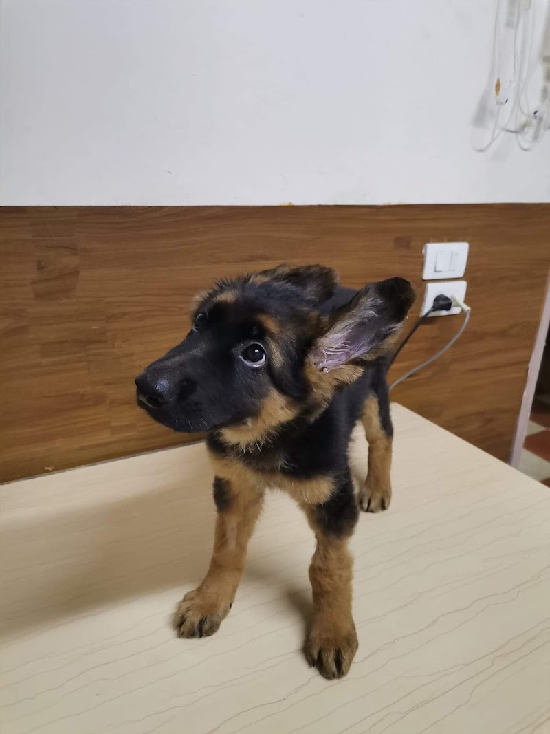 عيادة بيطرية للحيوانات الأليفة - Pet Home - Photo 2