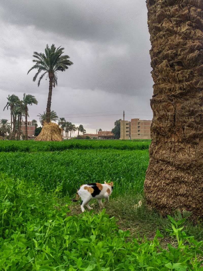 ADCB - Egypt, Assuit Branch