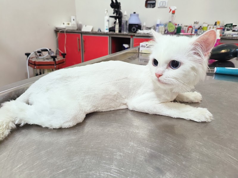 vet corner - Photo 1