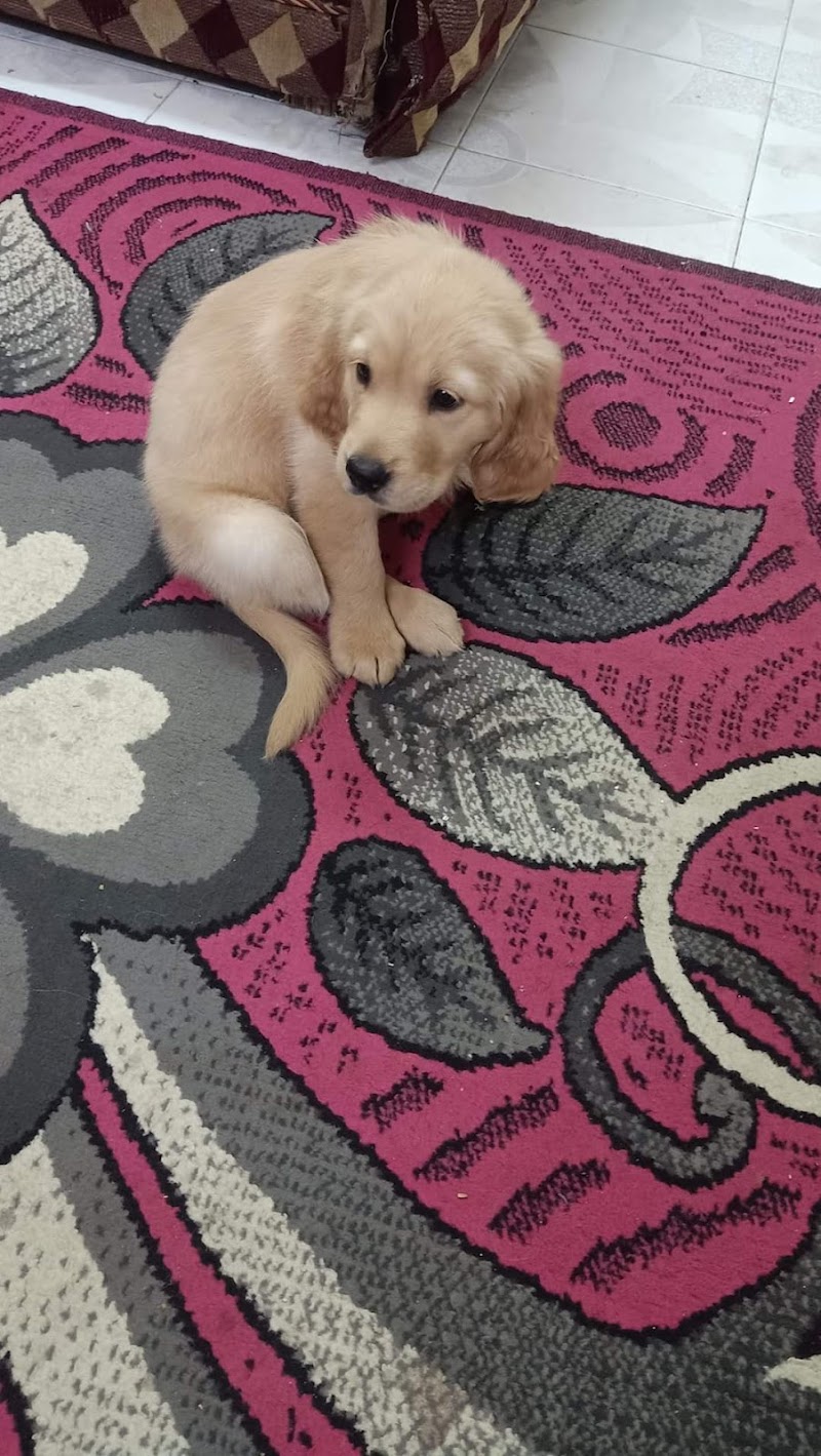 om youssef for pets - صورة 3