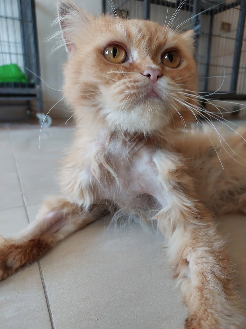 مركز أليط البيطري | Aleet Vet center - Photo 3