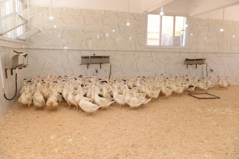 Faculty of Agriculture, Assiut University - Photo 3