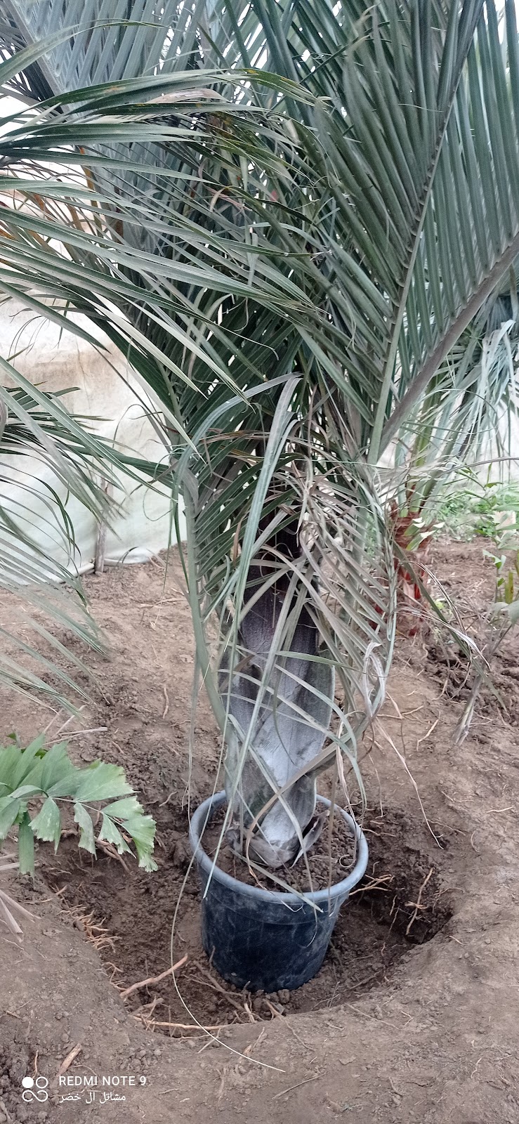 Al Khader Nurseries - Photo 2