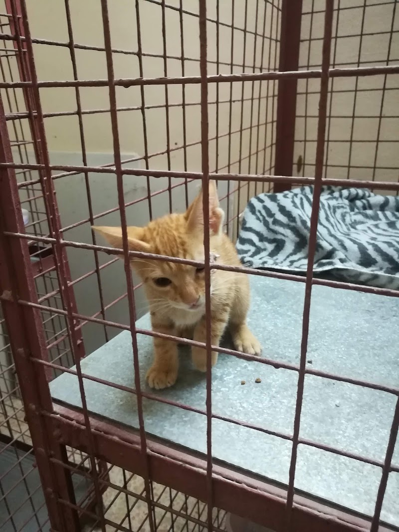The Pet Store - Photo 1