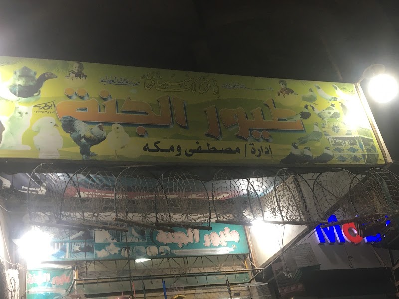 Asafeir El Gana-Colored Birds