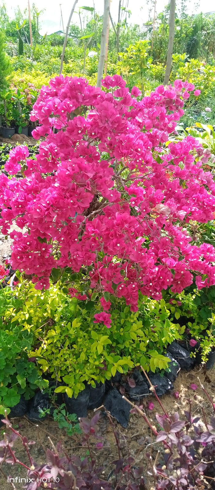 مشتل الايمان - صورة 2