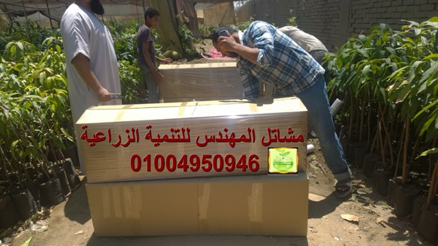 مشاتل المهندس للتنمية الزراعية و التصدير - صورة 1