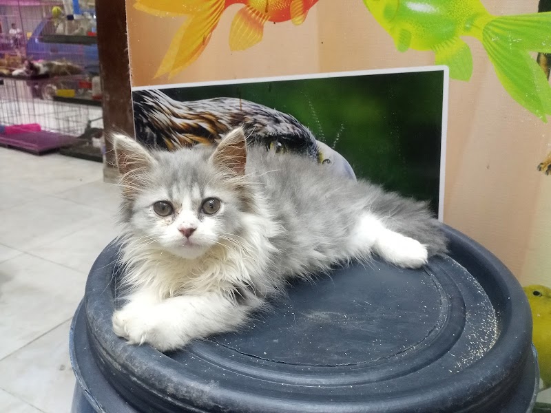 كريزي بيتس2 - Photo 2