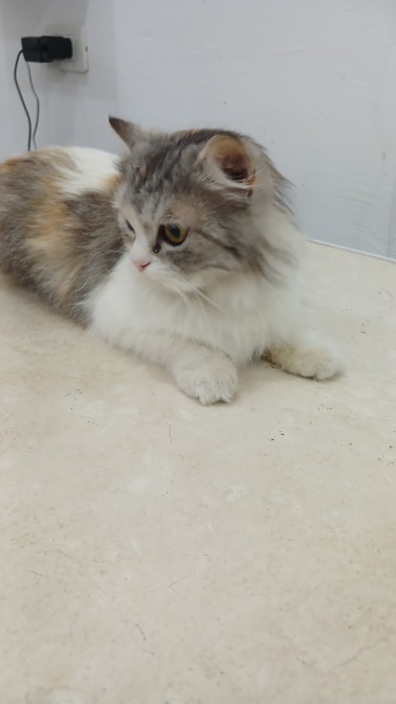 Royal pet clinic - صورة 3
