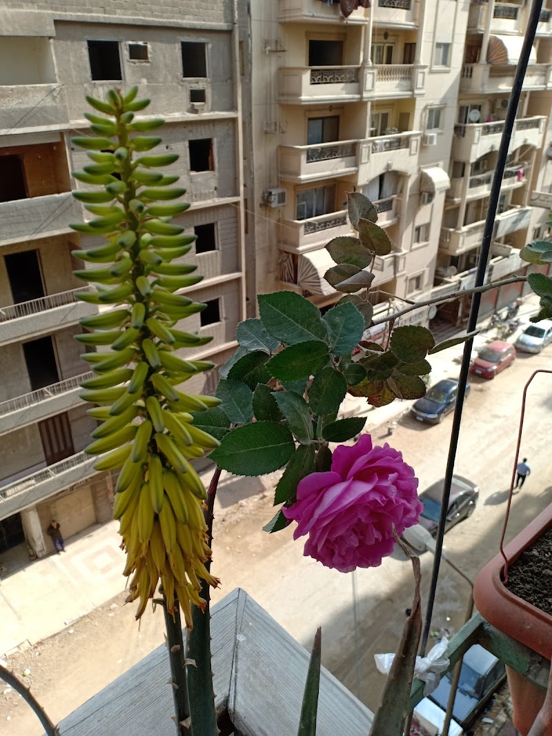 El-Minshawi Markets - Photo 1