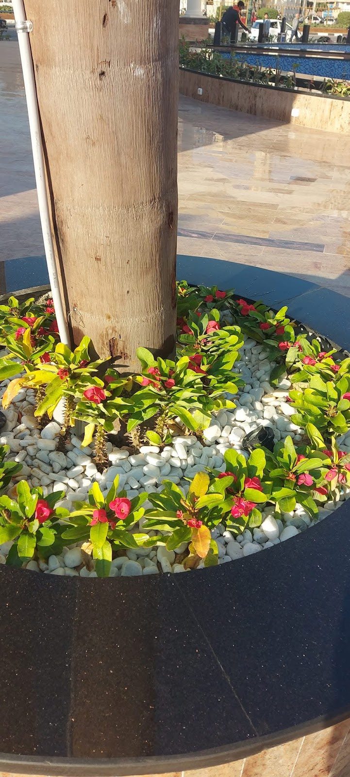 مشتل عصفور الجنة - صورة 3