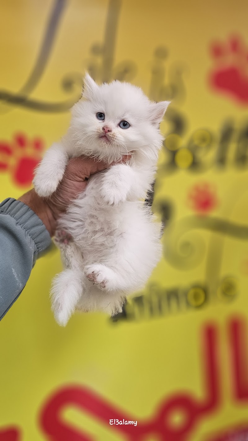 & El3alamy pets shop