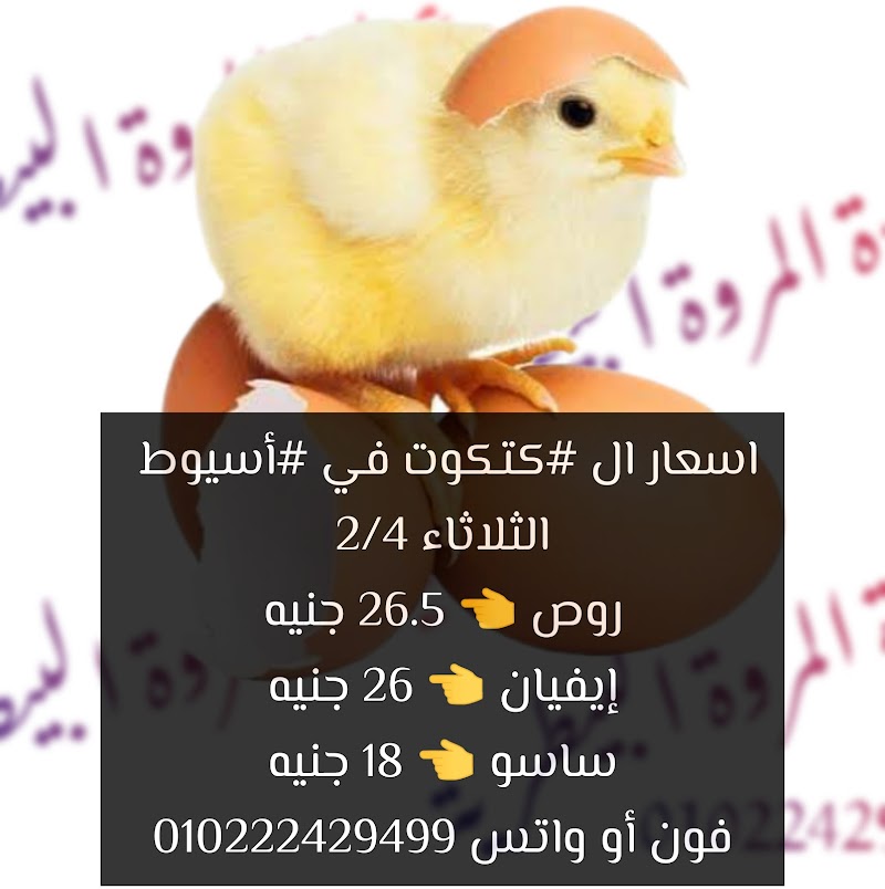 عيادة المروة البيطرية دواجن أسيوط : بط مسكوفي و مولار و فراخ بلدي و رومي و كتكوت أبيض و بلدي و ساسو - Photo 2
