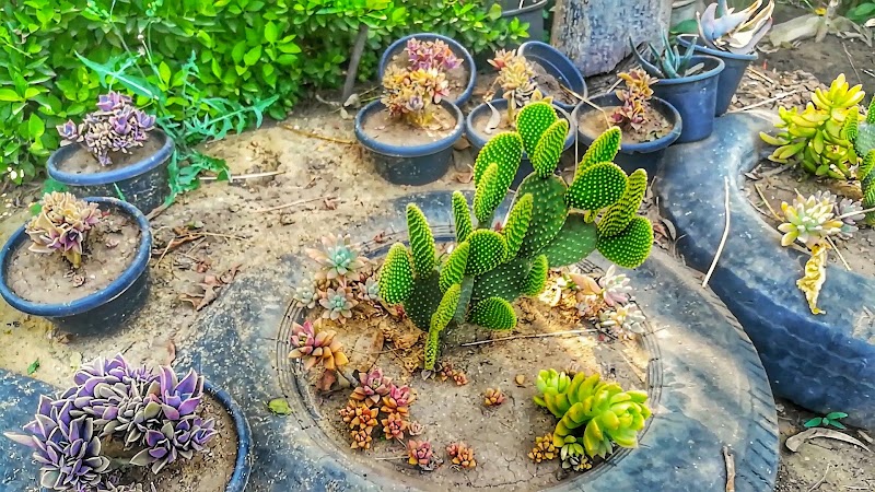 مشتل الجنايني - صورة 1