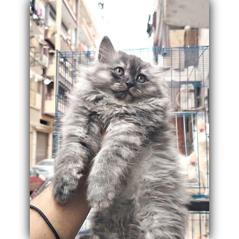 MINYA ANIMALS - Photo 2