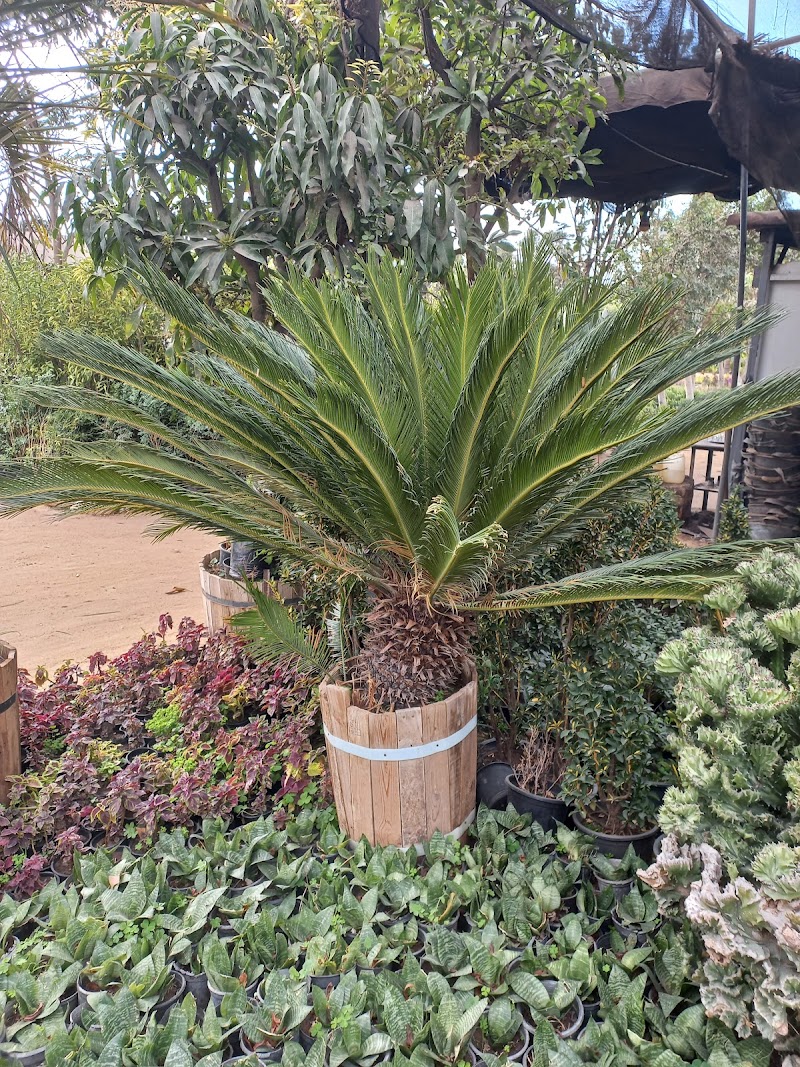 Hiba Al Sharqia Nursery - Photo 1