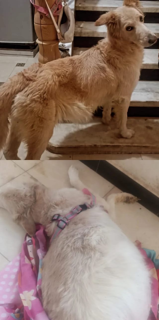 Petzone clinic