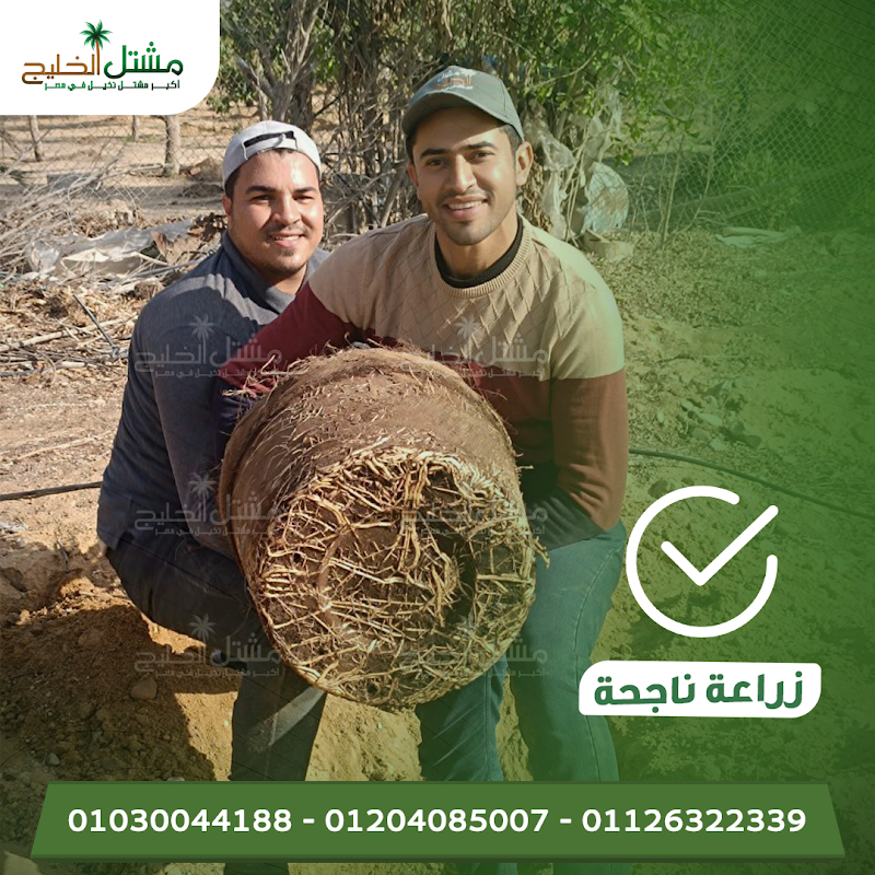 مشتل الخليج - صورة 3