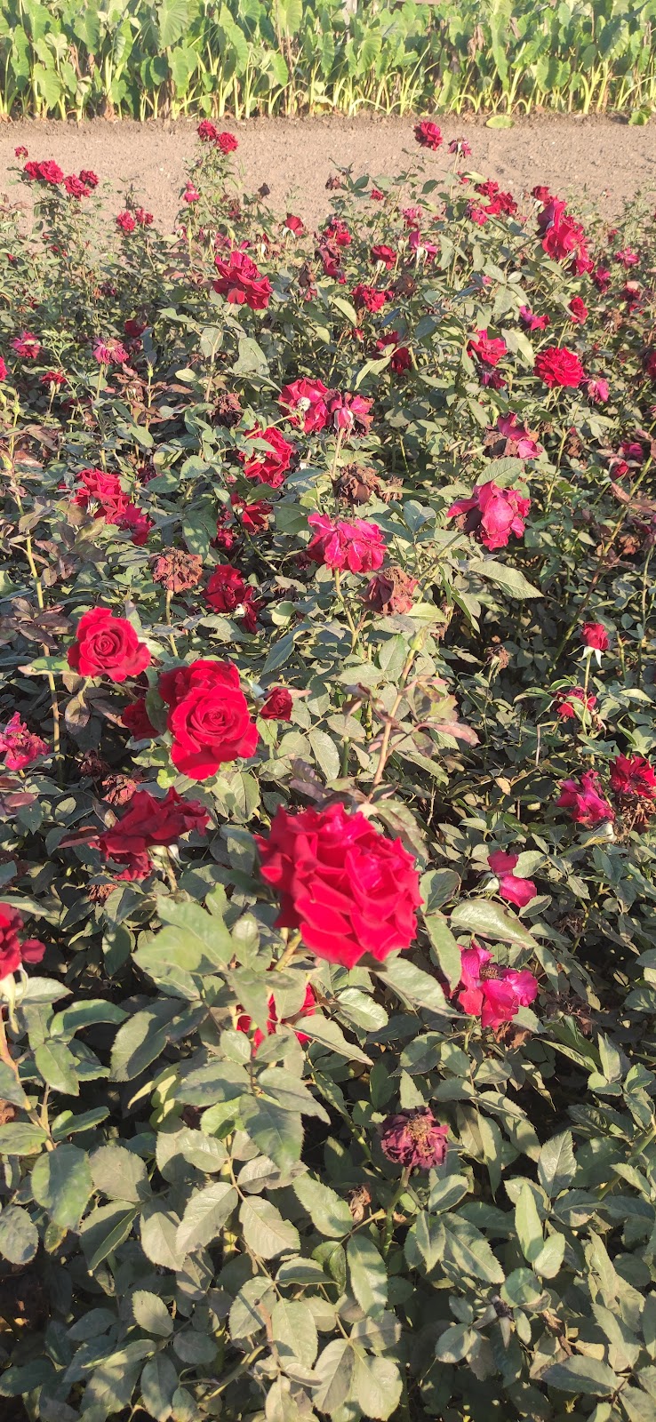مشاتل الإسراء للتنمية الزراعية - Photo 3