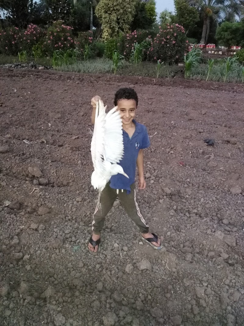 مشتل الواحه الخضراء لنباتات الزينه - Photo 1