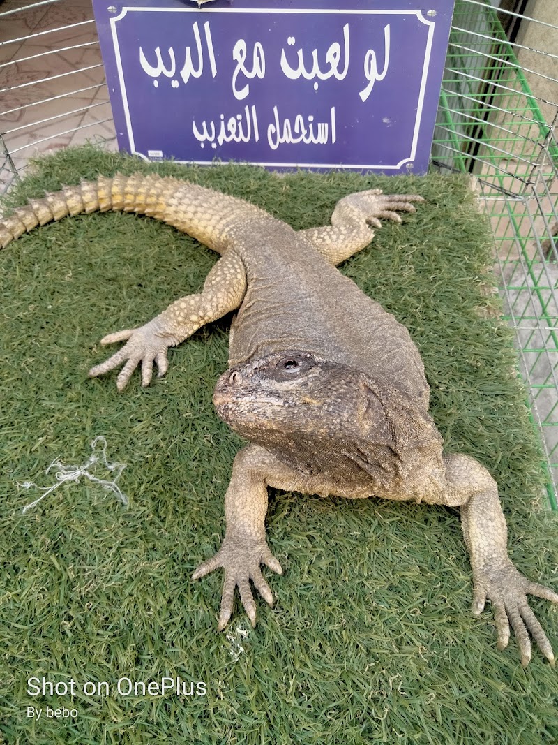 افريكانو المنيا - Photo 1