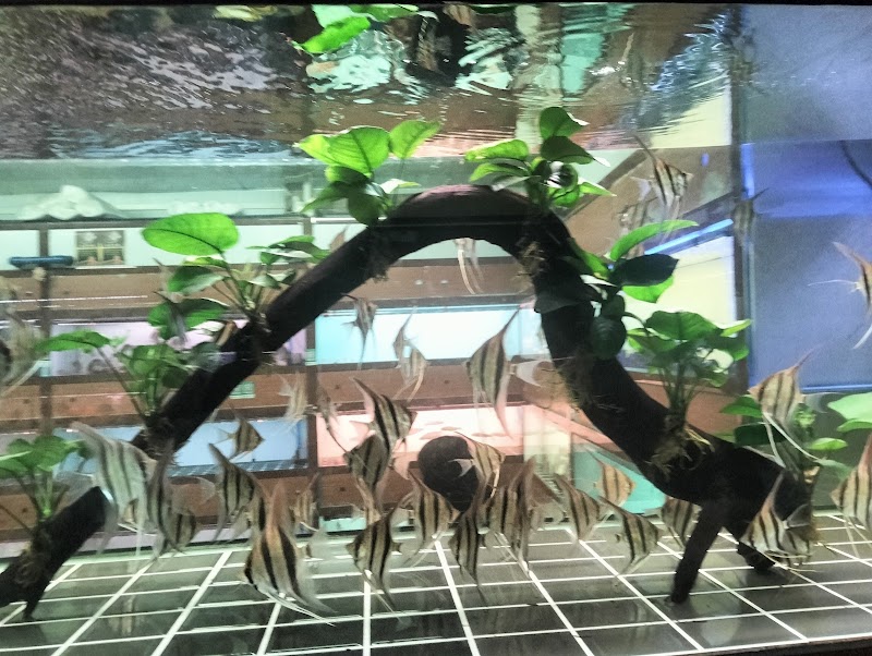 ODD petshop - Photo 1