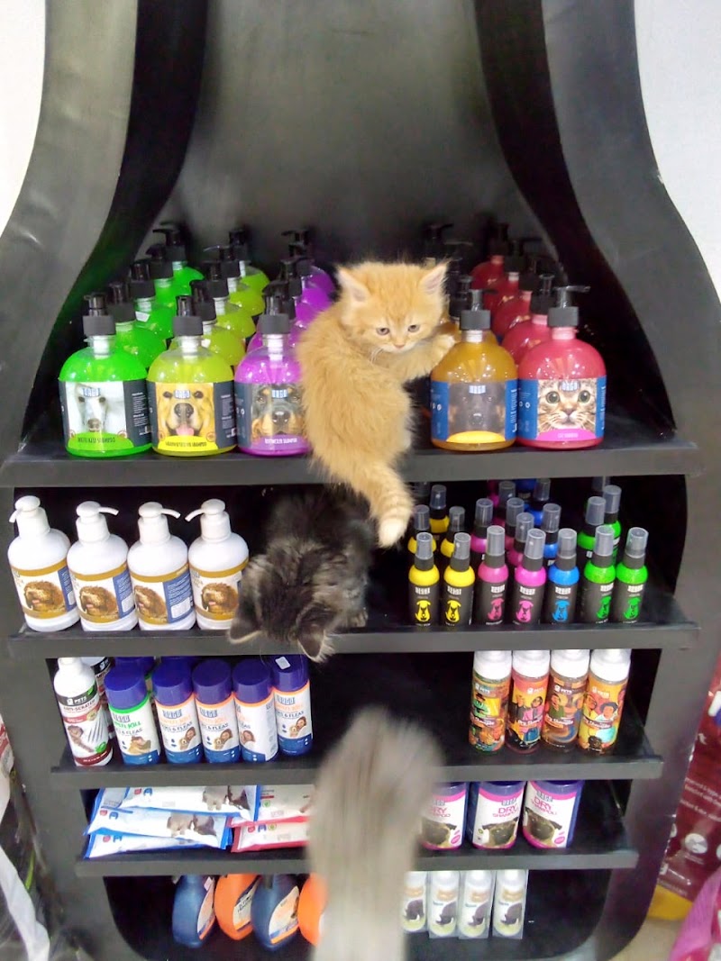 Wolfy Pet shop( ) - Photo 3