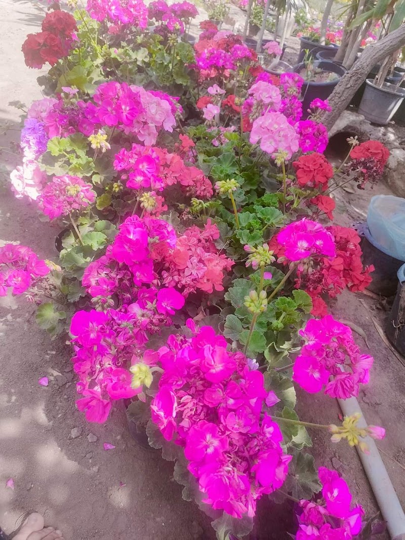 مشتل ياسمينا للزهور و نباتات الزينه - صورة 2