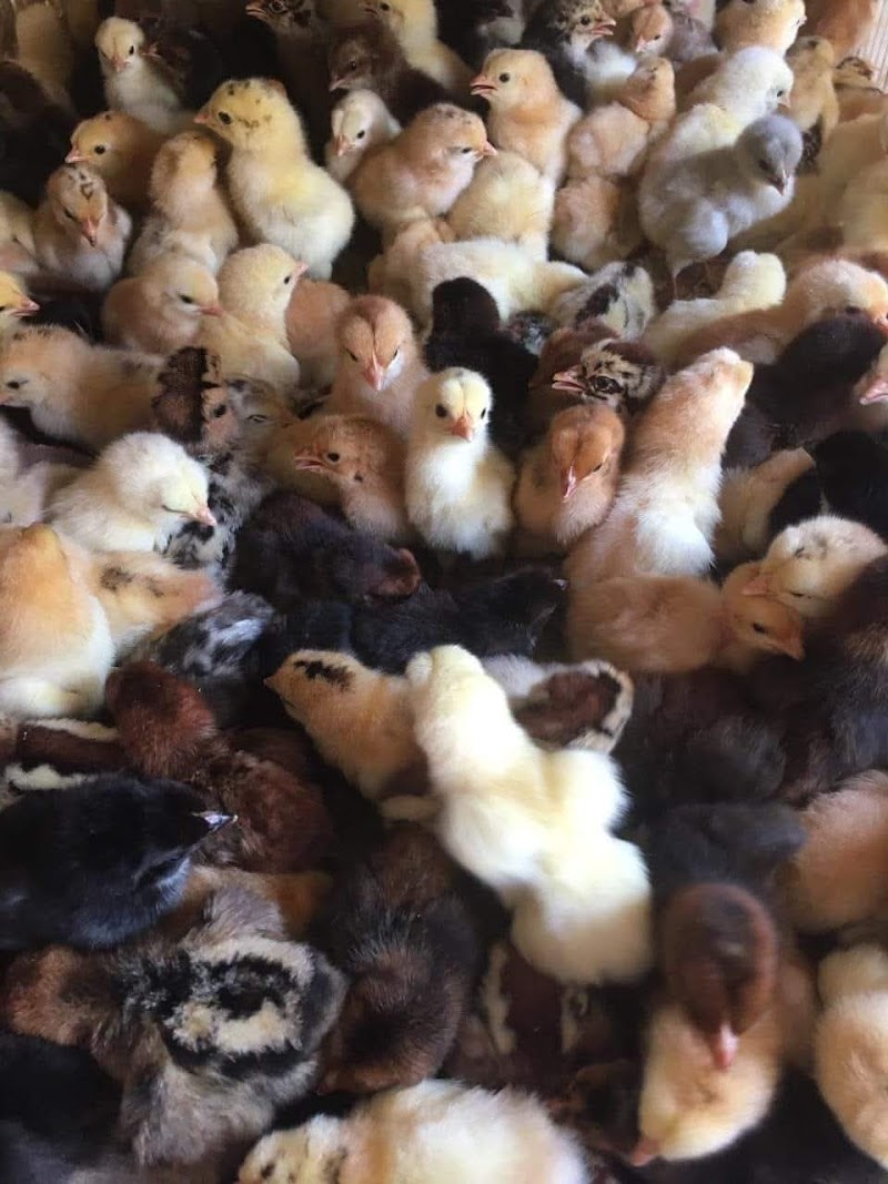 مركز العبادى البيطري - صورة 1
