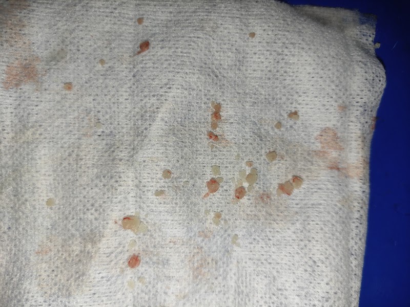 pet paradise clinic 'ppc' - Photo 2
