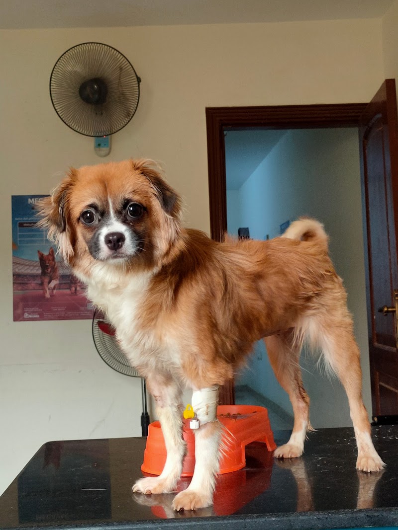 Pets Pal Veterinary Clinic Official - Photo 3