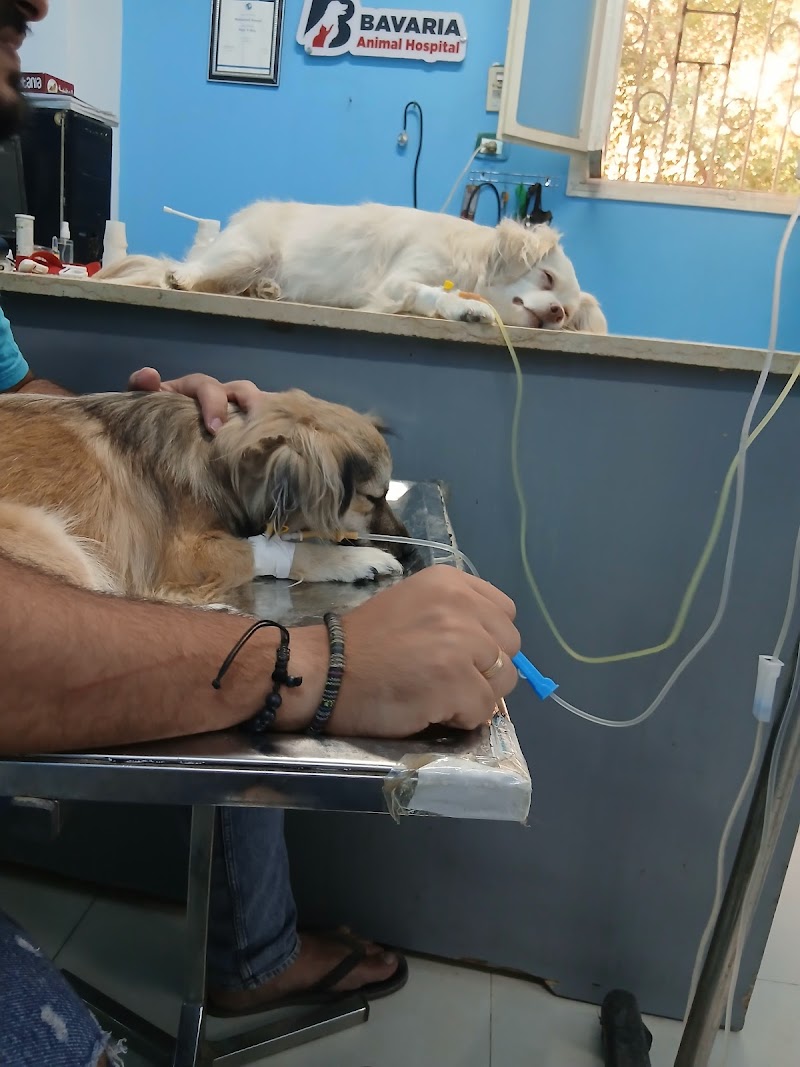 Bavaria Animal Clinic - عيادة د.محمد كمال البيطرية
