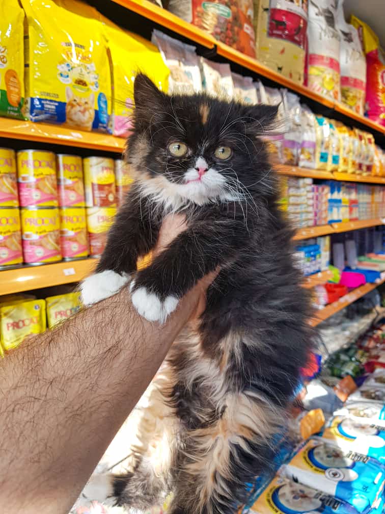 Eagles Pet Shop - صورة 1